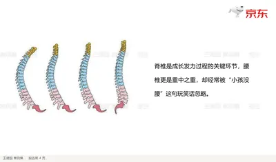 脊椎是成长发力过程的关键环节，腰